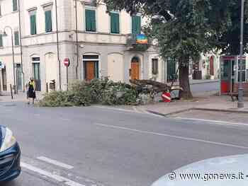 Grosso ramo cade a Vinci, il sindaco: "Albero non aveva criticità" - gonews