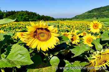 In der Region Freiburg fehlt das Saatgut für Sonnenblumen - Ehrenkirchen - badische-zeitung.de