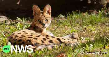Exotische kat wandelt samen met jong door straten van Gent - VRT NWS