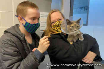 Victoria cat reunited with family after being found in Nanaimo - Comox Valley Record