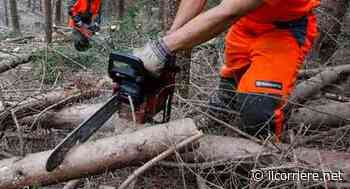 Bra: il Comune deve abbattere alcuni alberi danneggiati - Il Corriere di Alba, Bra, Langhe e Roero