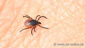 Lyme-Borreliose: Das immer wiederkehrende Risiko durch Zecken
