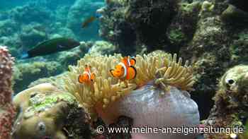 „Nemo“-Fische passen sich der Größe ihres Zuhauses an