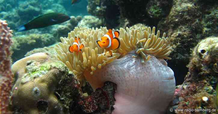 «Nemo»-Fische passen sich der Größe ihres Zuhauses an