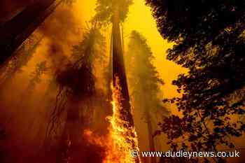 Emergency action planned to save giant sequoia trees from wildfires - Dudley News