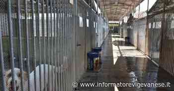 Furto al canile di Vigevano: scavalca, forza i serragli e fugge con sei esemplari - L'Informatore Vigevanese