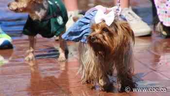 Pet-a-Palooza, the West Coast's largest pet party, hits Calgary this weekend - CBC.ca