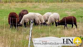Wie Schafe im Kreis Helmstedt mit Hitze klarkommen - Helmstedter Nachrichten