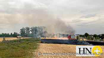 So bereitet sich Helmstedt auf die nächste Hitzewelle vor - Helmstedter Nachrichten
