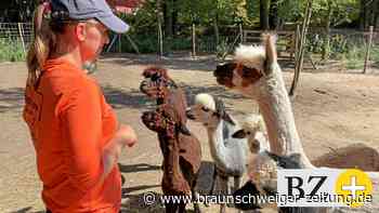 Darum sind Alpakas im Kreis Helmstedt so beliebt - Braunschweiger Zeitung