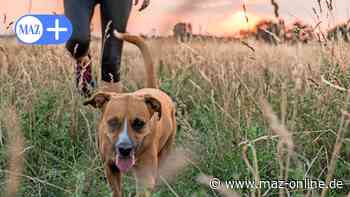 Tipps vom Tierheim Falkensee: Auch Katz und Hund ächzen unter der Hitze - Märkische Allgemeine Zeitung