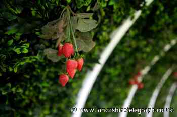 Lancashire farmers left with excess strawberries after heatwave growth spurt