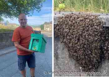 Brave local man saves swarm of bees from teens throwing fire