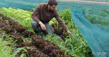 Lohnt sich Bio-Anbau noch? Ein Landwirt aus Alfter berichtet​ - General-Anzeiger Bonn