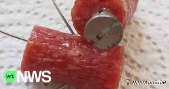 Beernem op zoek naar hondenhater: "Dit is ziekelijk" - VRT NWS