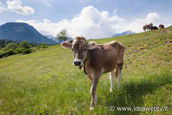 Siccità, Coldiretti Cuneo: alpeggi a corto di acqua e foraggio, fino a -20% di latte - IdeaWebTv