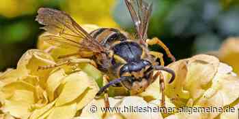 Viele Königinnen: Wird es in diesem Jahr einen Wespensommer im Kreis Hildesheim geben? - www.hildesheimer-allgemeine.de