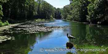 Trockenheit, Hitze, kein Schatten: Sorge um Fische in Gewässern im Kreis Hildesheim - www.hildesheimer-allgemeine.de