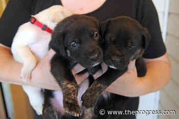 VIDEO: Chilliwack SPCA asks folks to sign up to foster animals after they rescued 9 puppies and mom - Chilliwack Progress