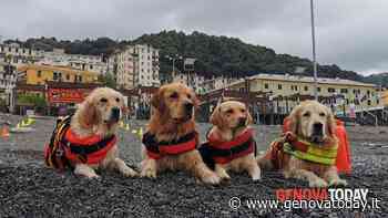 Tornano i cani bagnini sulla spiaggia di Voltri: "80 unità cinofile sul territorio" - GenovaToday