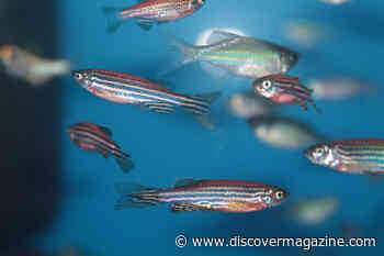 Zebrafish Could Be Key To Healing A Broken Heart
