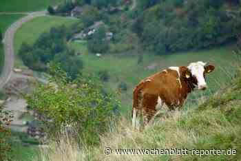 Bauwerk Talk – 10:: KUH IM GLÜCK? Verbot der Anbindehaltung im Schwarzwald - Wochenblatt-Reporter