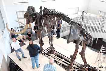 Das Mammut ist zurück in Münster