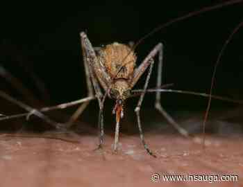 West Nile positive mosquitoes found in Clarington and Oshawa | inDurham - insauga.com