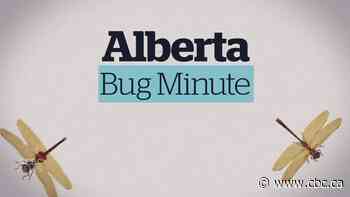 Alberta Bug Minute: What do you know about Alberta's predatory insects?
