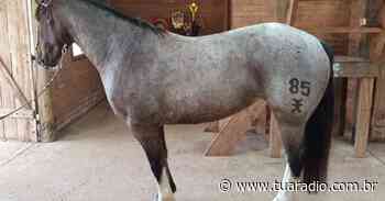 Égua de R$ 30 mil é furtada em Soledade - Tua Rádio