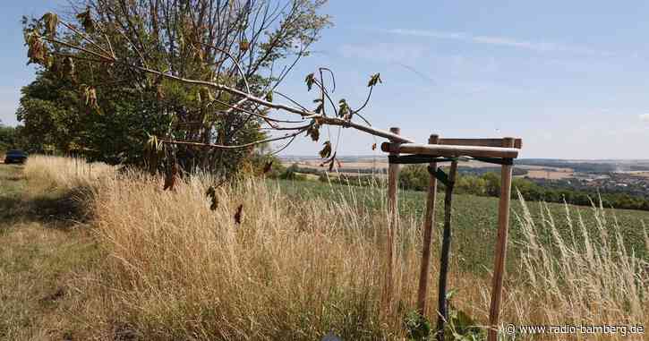 Erneut Erinnerungsbäume für KZ-Opfer nahe Weimar beschädigt