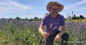Lavendelfelder in Salzkotten: Neues Produkt steht in den Startlöchern - Neue Westfälische