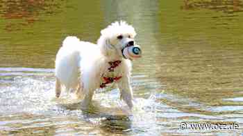 Jenas Grüne vermissen schnell wirkende Maßnahmen