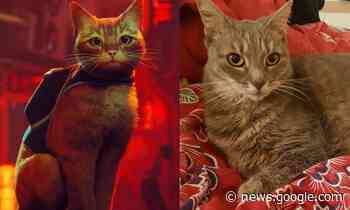 Meet the Adorable Voice Actor for the Cat in Stray - Twinfinite