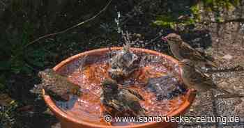 Nabu Neunkirchen: So schützen sich Tiere vor der Hitze - Saarbrücker Zeitung
