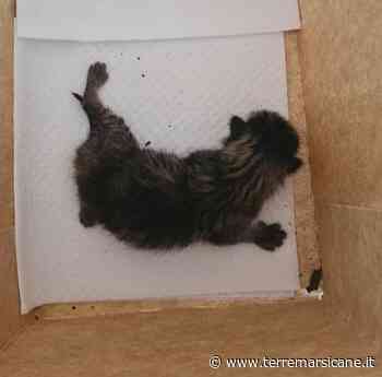 Avezzano, Gattino Gettato In Strada Dentro Una Scatola Con Il Caldo Senza Cibo Né Acqua » Terre Marsicane - Terre Marsicane