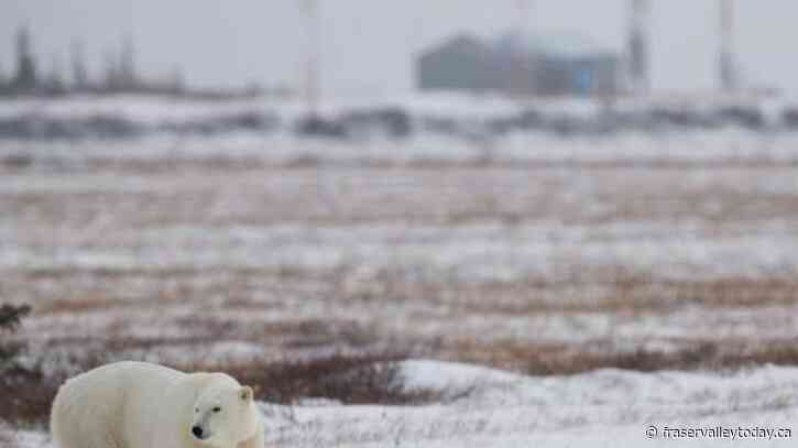 Landfills and climate change increasing polar bear-human conflicts in Arctic: report