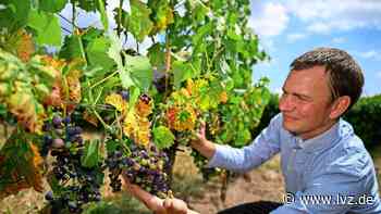 Viel Hitze – wenig Regen: Sachsens Weine leiden unter „Trockenstress“ - Leipziger Volkszeitung