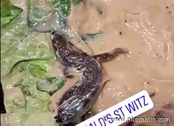 Elle découvre un lézard dans son burger et attaque McDonald's