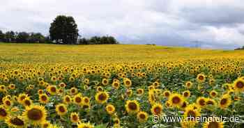 Anbau von Sonnenblumen legt zu - Kreis Kaiserslautern - Rheinpfalz.de