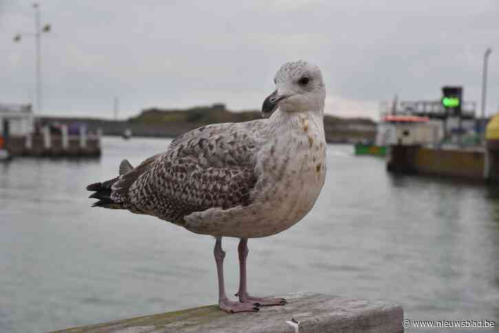 Brandweer moet meeuw bevrijden aan appartementsgebouw met torenkraan