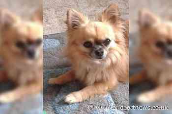 Jubilant Jasper declared Bridport News' Pet Idol winner - Bridport and Lyme Regis News