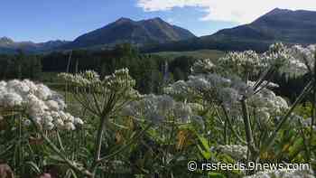 Science and scenery intersect on a hike through Colorado’s wildflowers