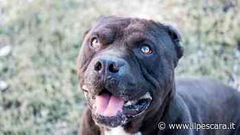 Cani senza guinzaglio nei parchi: "A quando una stretta sui controlli?" - IlPescara
