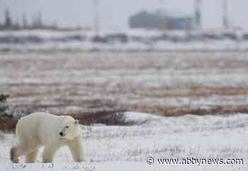 Landfills and climate change increasing polar bear-human conflicts in Arctic: report