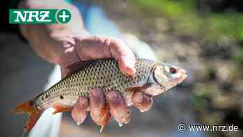 Fischsterben in der Issel bei Hamminkeln: Landrat reagiert - NRZ News