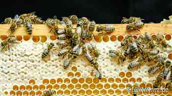 Unbekannte stehlen Bienenvölker in Hamminkeln-Ringenberg - NRZ News