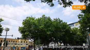 Die Stadt Augsburg agiert beim Baumschutz scheinheilig
