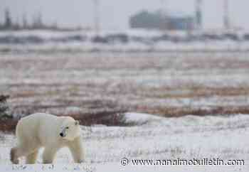 Landfills and climate change increasing polar bear-human conflicts in Arctic: report