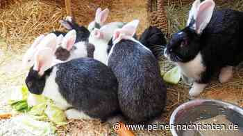 13 Kaninchen suchen ein neues Zuhause in Peine - Peiner Nachrichten